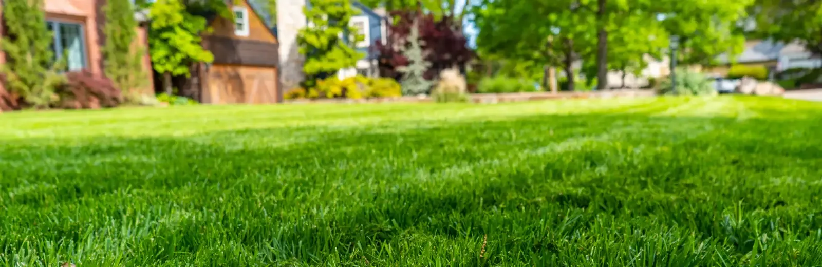 lawn-squad-hero-grass