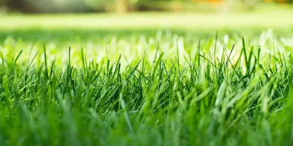 lawn