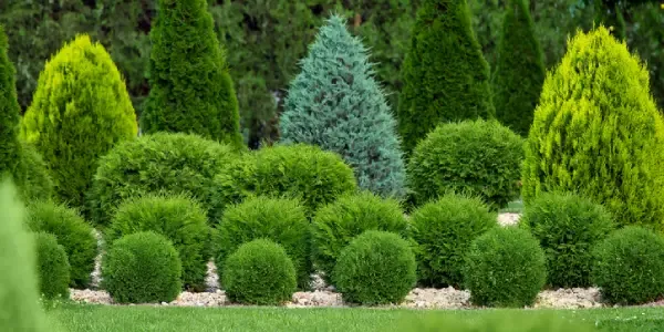 tree and shrub